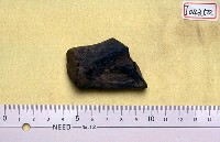 藏品(四不像鹿角一支)的圖片